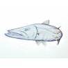 Barracuda